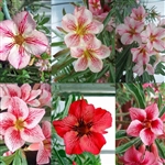 Adenium Single Striped Mix