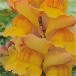 Antirrhinum Snappy Peach