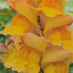 Antirrhinum Snappy Peach