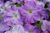 Petunia Limbo Sky Blue Pellets