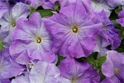 Petunia Limbo Sky Blue Pellets