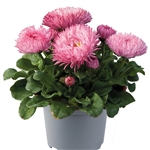 Bellis Bam Bam Rose Pellets