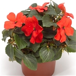 Impatiens Imara Orange