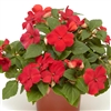 Impatiens Imara Red