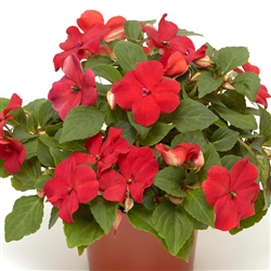 Impatiens Imara Red