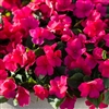 Impatiens Imara Rose