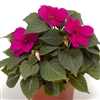 Impatiens Imara Violet_disc