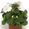 Impatiens Imara White