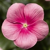 Vinca Cora Cascade Shell Pink