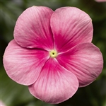 Vinca Cora Cascade Shell Pink