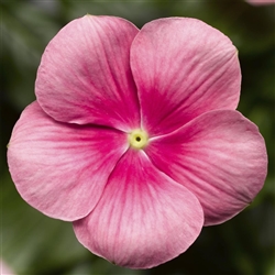 Vinca Cora Cascade Shell Pink