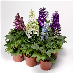 Delphinium Delphina Mix