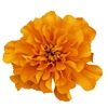 Marigold Super Hero Orange Coated