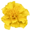 Marigold Super Hero Yellow Coated