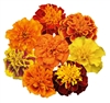 Marigold Super Hero Mix Coated