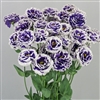 Lisianthus Celeb 2 Turn Blue Pellets