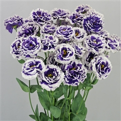 Lisianthus Celeb 2 Turn Blue Pellets