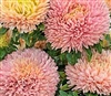 Aster Balloon Chamois