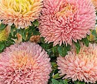 Aster Balloon Chamois