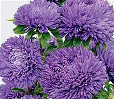 Aster Balloon Dark Blue