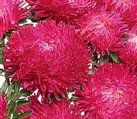 Aster Balloon Red