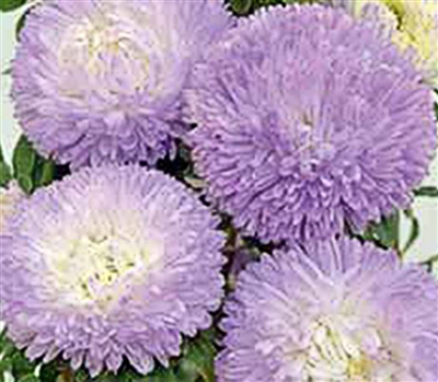 Aster Balloon Silver Blue