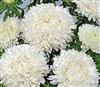 Aster Balloon White