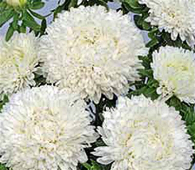 Aster Balloon White