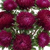 Aster Syringa Purple