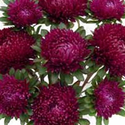 Aster Syringa Purple