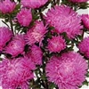 Aster Syringa Rose