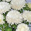 Aster Syringa White