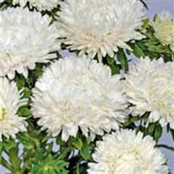 Aster Syringa White