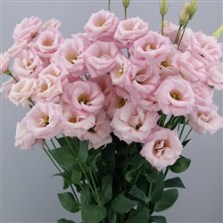 Lisianthus Megalo 3 Cherry Pellets