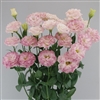 Lisianthus Megalo 3 Pink Flash Pellets