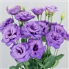 Lisianthus Megalo 3 Retro Blue Pellets