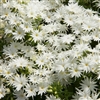 Phlox Popstars White