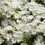 Phlox Popstars White