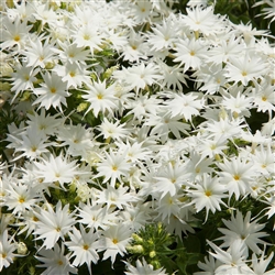Phlox Popstars White