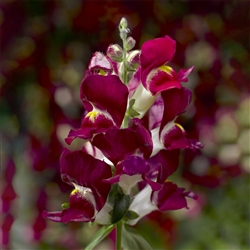 Antirrhinum Snaptini Burgundy Bicolour