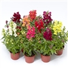 Antirrhinum Snaptini Mix