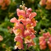 Antirrhinum Snaptini Peach