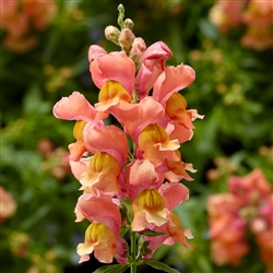 Antirrhinum Snaptini Peach