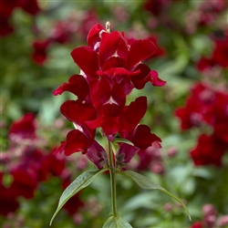 Antirrhinum Snaptini Red