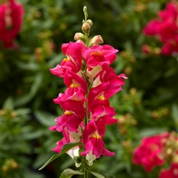 Antirrhinum Snaptini Rose Bicolour