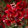 Antirrhinum Snaptini Scarlet