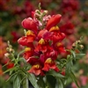 Antirrhinum Snaptini Sunglow