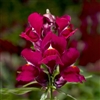 Antirrhinum Snaptini Violet