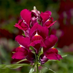 Antirrhinum Snaptini Violet