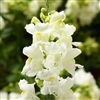 Antirrhinum Snaptini White